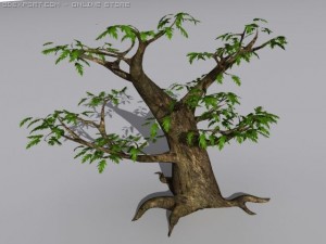 oak tree 3D Model