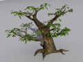 oak tree Modello 3D