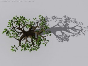oak tree 3Dモデル