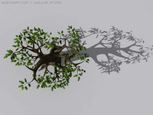 oak tree 3D Model