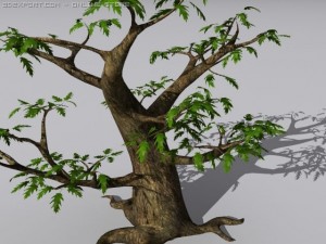 oak tree 3Dモデル