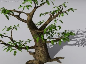 oak tree 3D Model