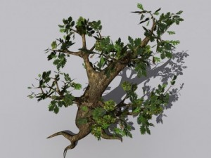 oak tree 3Dモデル