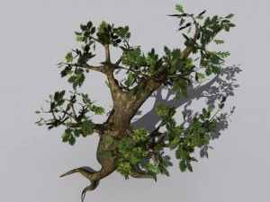 oak tree 3D Model