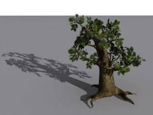 oak tree 3D Model