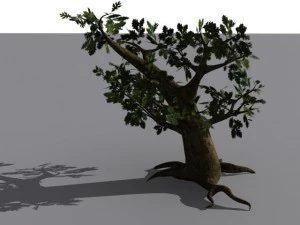 oak tree 3D Model