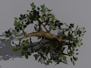 oak tree 3Dモデル