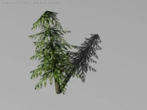 Kiefern 3D Modell