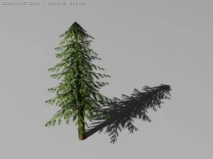 Kiefern 3D Modell