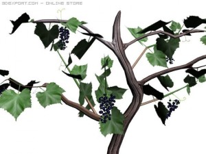 wine tree Modelo 3D