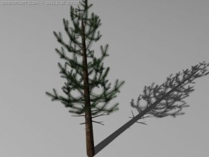 pine trees Modelo 3D
