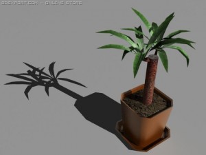 potted plant yucca aloifolia Modèle 3D