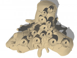 skull candle Modelo 3D