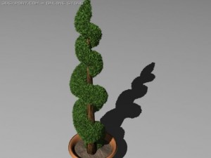 boxwood 3D Модель