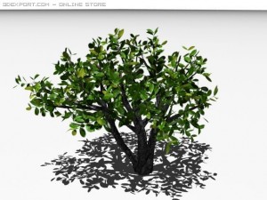 cherry laurel 3D-Modell