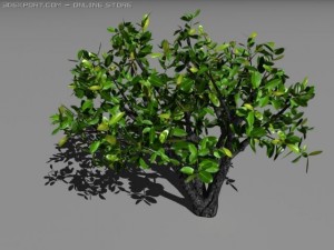 cherry laurel Model 3D