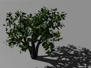 cherry laurel Model 3D