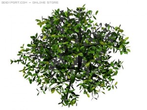cherry laurel Model 3D