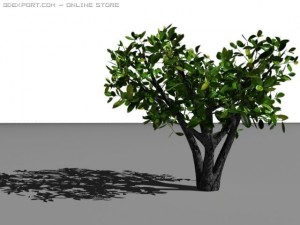 cherry laurel Model 3D