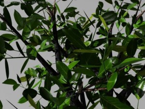 cherry laurel Model 3D