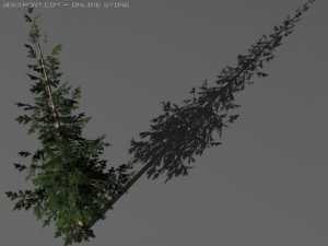two pine trees 3D 模型