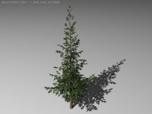 two pine trees 3D 模型