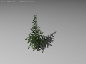two pine trees 3D 模型