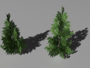 2 thuya trees Modelo 3D