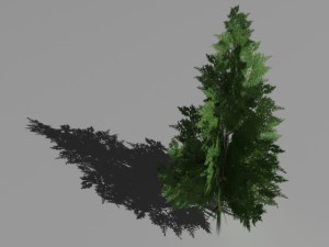 2 thuya trees 3Dモデル