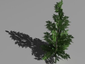 2 thuya trees 3Dモデル