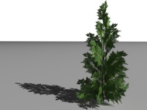 2 thuya trees 3Dモデル