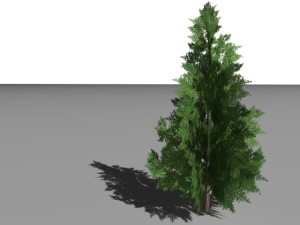 2 thuya trees 3Dモデル