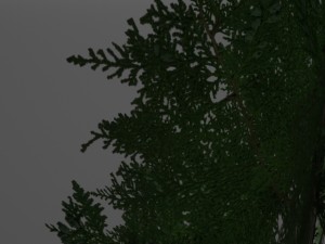 2 thuya trees 3Dモデル