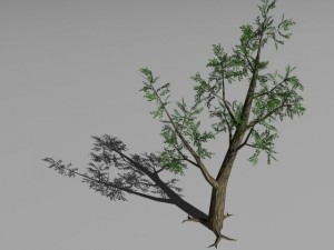 2 trees Modèle 3D