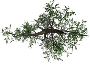 2 trees Modèle 3D