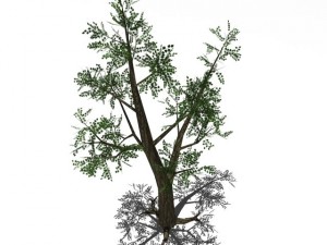 2 trees Modèle 3D