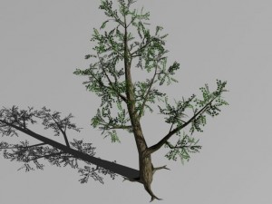 2 trees Modèle 3D