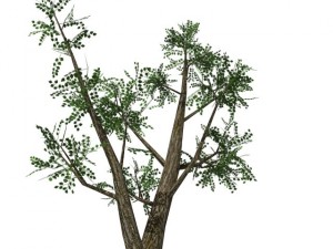 2 trees Modèle 3D