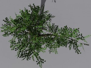 2 trees Modèle 3D