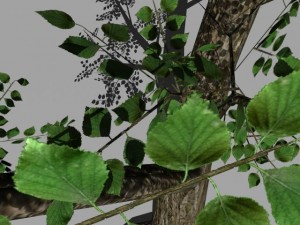 2 trees Modèle 3D