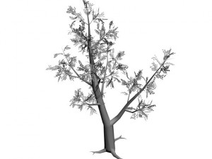 2 trees Modèle 3D