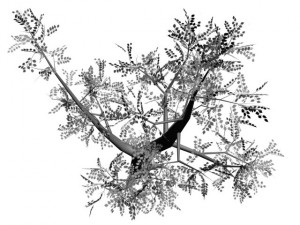 2 trees Modèle 3D