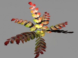 bushes and shrubs collection 3D Model