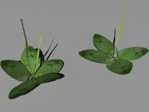 bushes and shrubs collection 3D Model