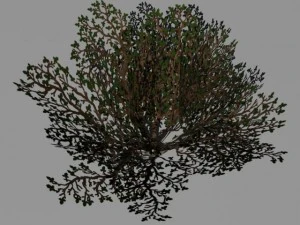 bushes and shrubs collection 3D Model