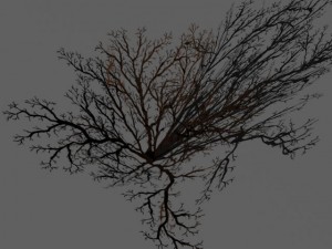 bushes and shrubs collection 3D Model