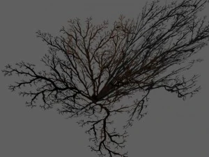 bushes and shrubs collection 3D Model