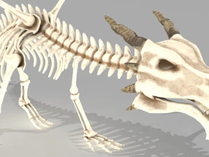 squelette de dragon Modèle 3D