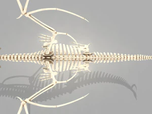 squelette de dragon Modèle 3D