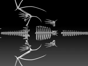 squelette de dragon Modèle 3D